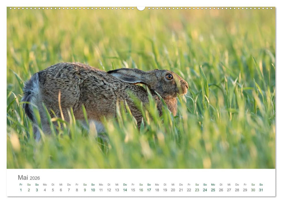 Feldhasen - dem Langohr auf der Spur (CALVENDO Wandkalender 2026)