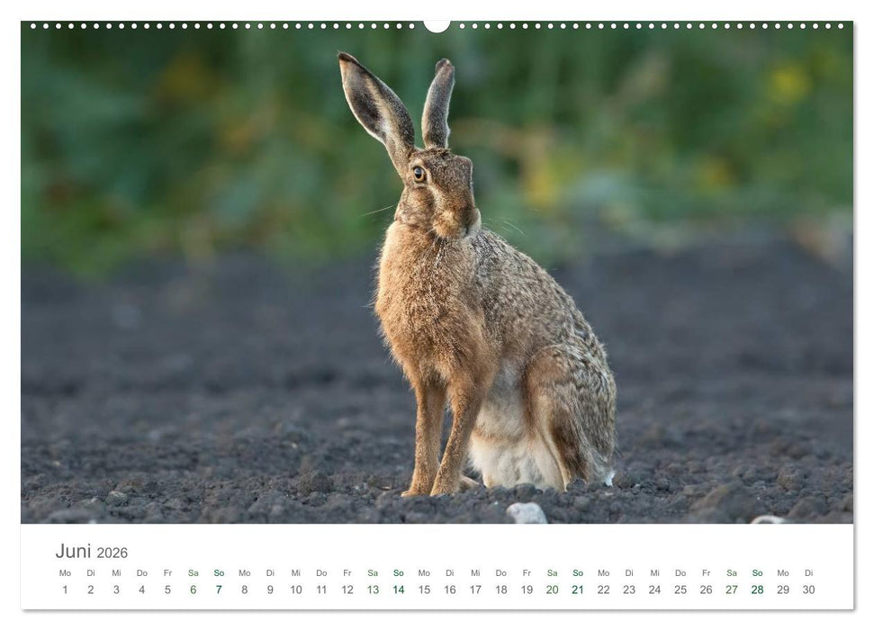 Feldhasen - dem Langohr auf der Spur (CALVENDO Wandkalender 2026)