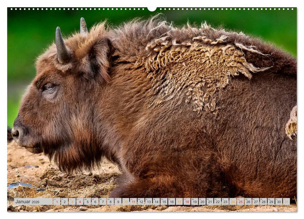 Bison und Wisent - Riesen mit unbändiger Kraft (CALVENDO Wandkalender 2026)