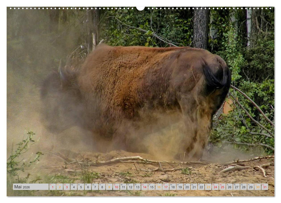 Bison und Wisent - Riesen mit unbändiger Kraft (CALVENDO Wandkalender 2026)