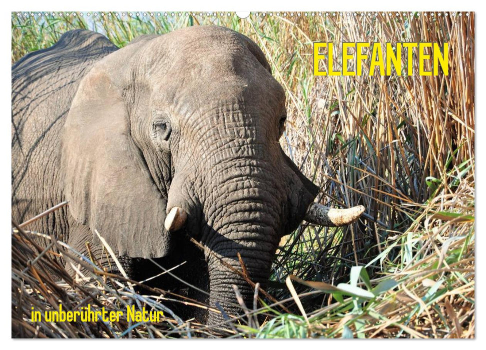 ELEFANTEN IN UNBERÜHRTER NATUR (CALVENDO Wandkalender 2026)
