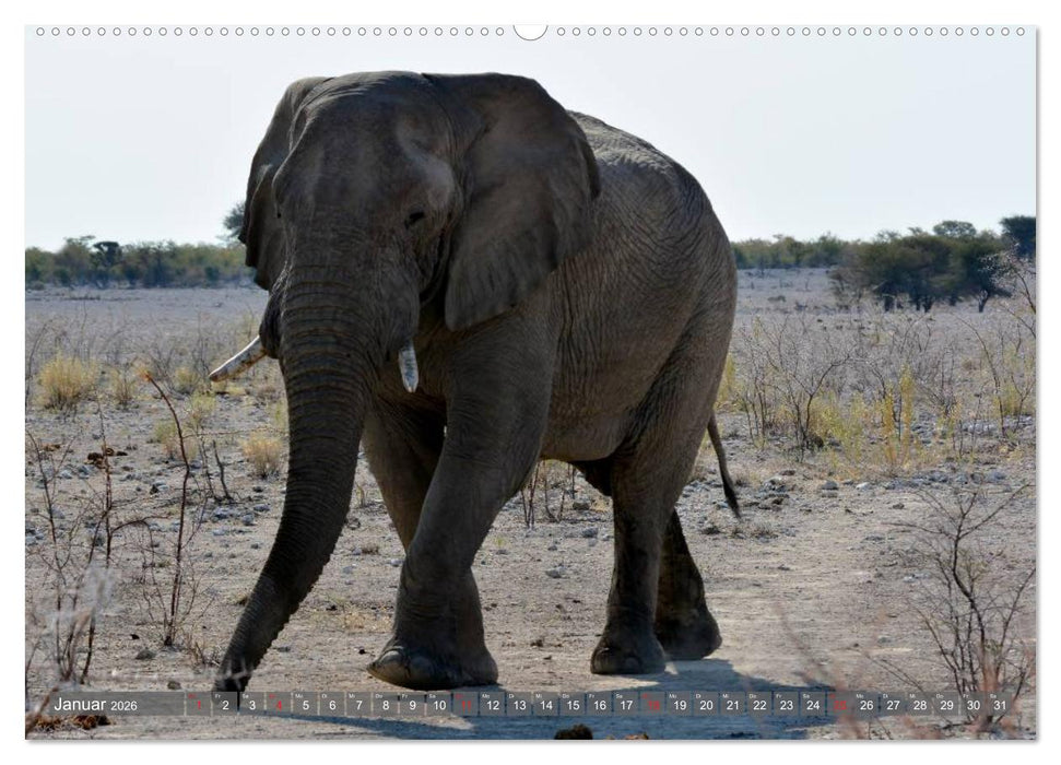 ELEFANTEN IN UNBERÜHRTER NATUR (CALVENDO Wandkalender 2026)