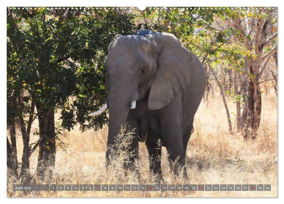 ELEFANTEN IN UNBERÜHRTER NATUR (CALVENDO Wandkalender 2026)
