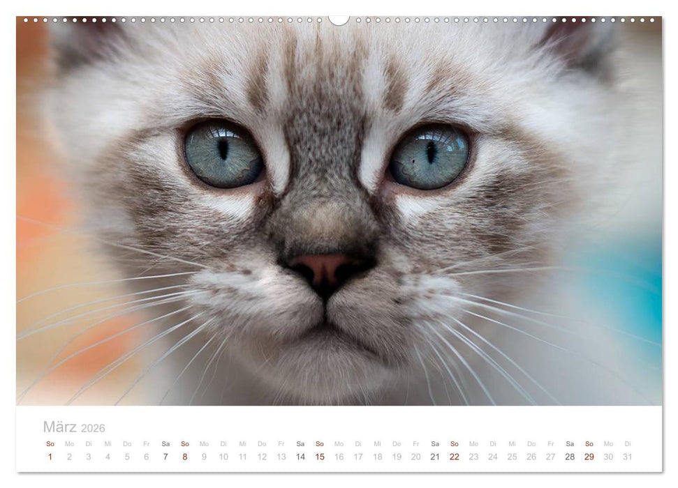 Katzenbabys beobachtet (CALVENDO Premium Wandkalender 2026)