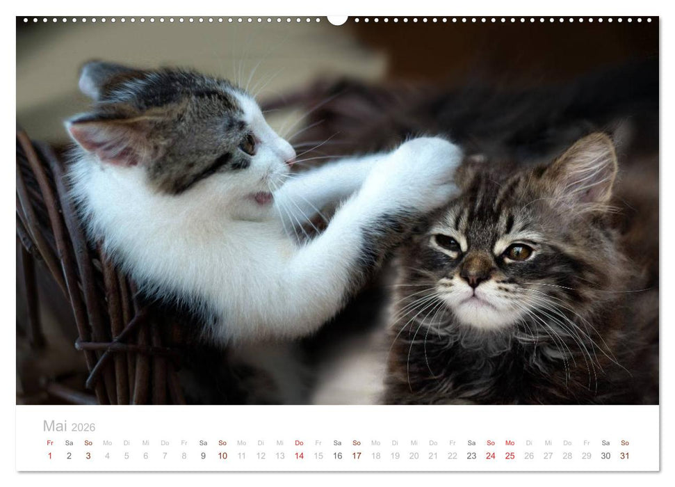 Katzenbabys beobachtet (CALVENDO Premium Wandkalender 2026)