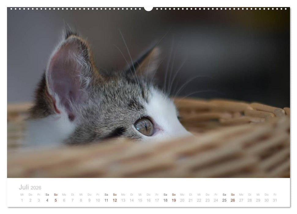 Katzenbabys beobachtet (CALVENDO Premium Wandkalender 2026)