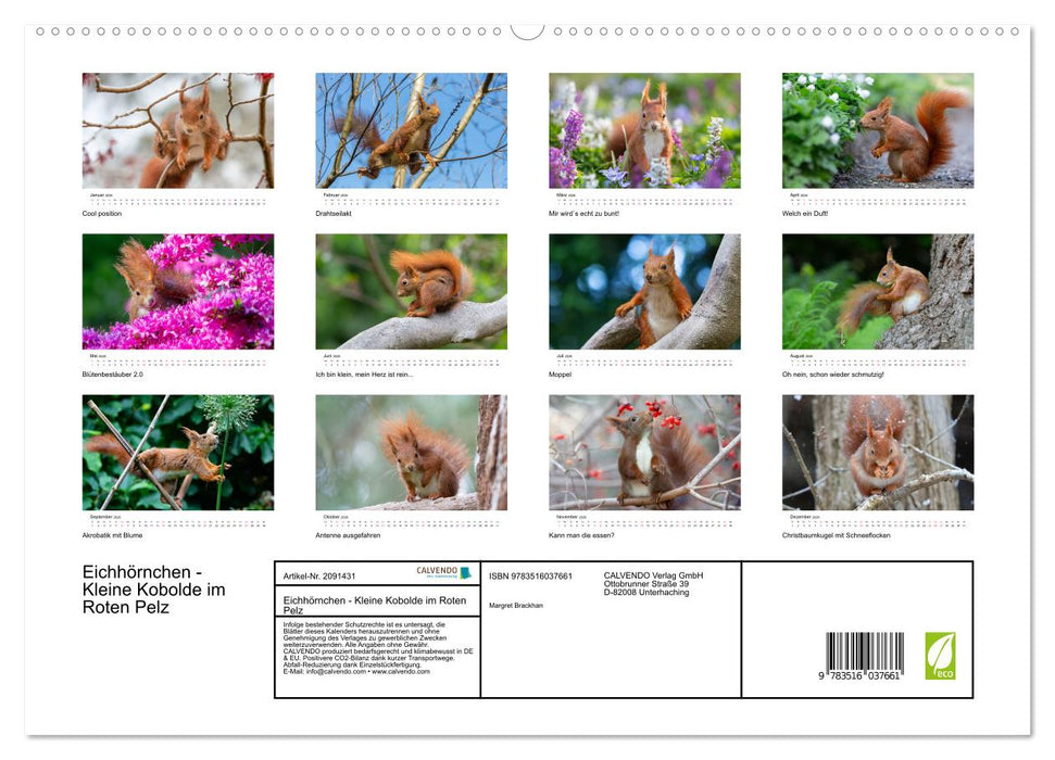 Eichhörnchen - Kleine Kobolde im Roten Pelz (CALVENDO Premium Wandkalender 2026)