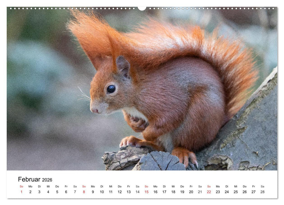 Eichhörnchen - Kleine Kobolde im Roten Pelz (CALVENDO Premium Wandkalender 2026)