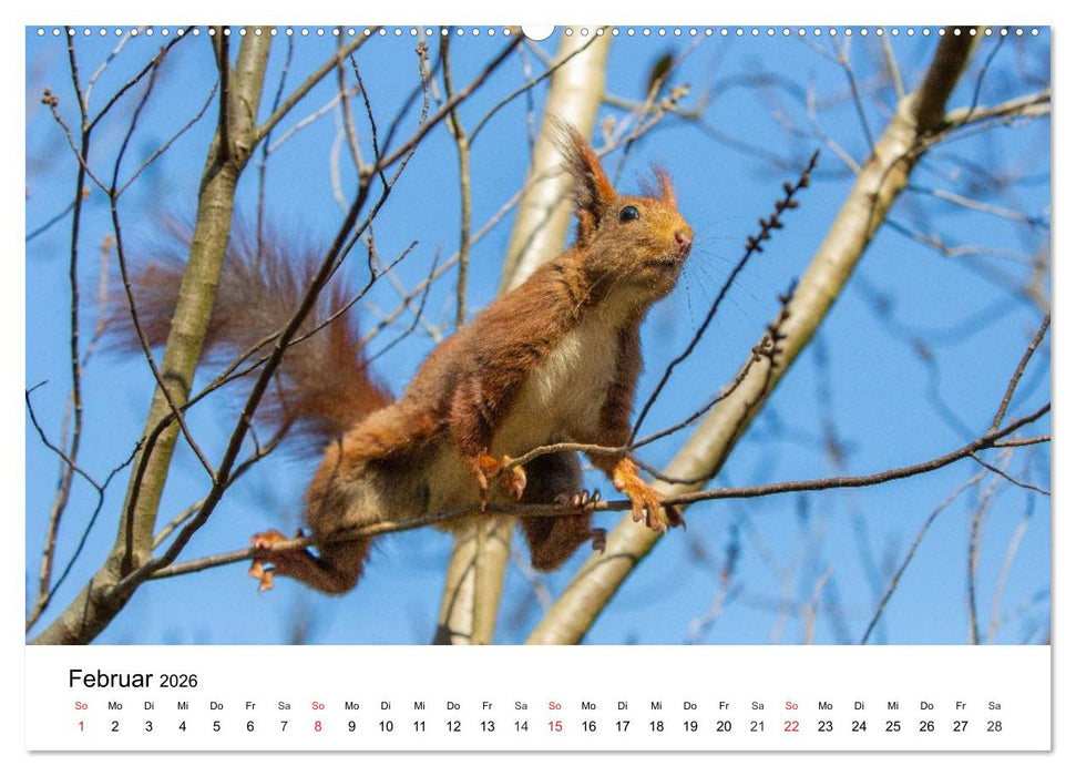 Eichhörnchen - Kleine Kobolde im Roten Pelz (CALVENDO Premium Wandkalender 2026)