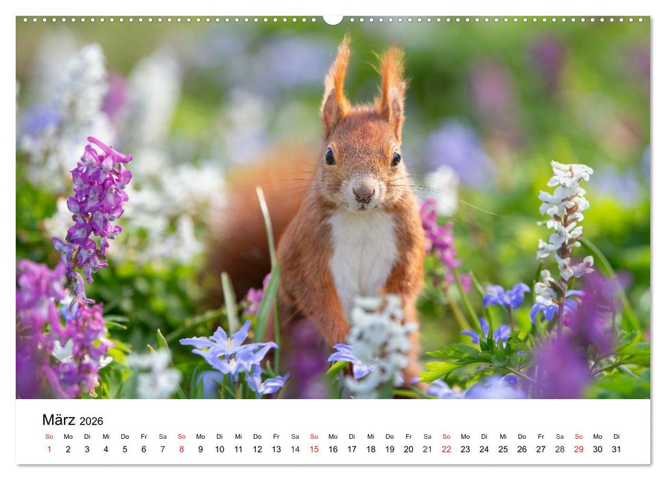 Eichhörnchen - Kleine Kobolde im Roten Pelz (CALVENDO Premium Wandkalender 2026)