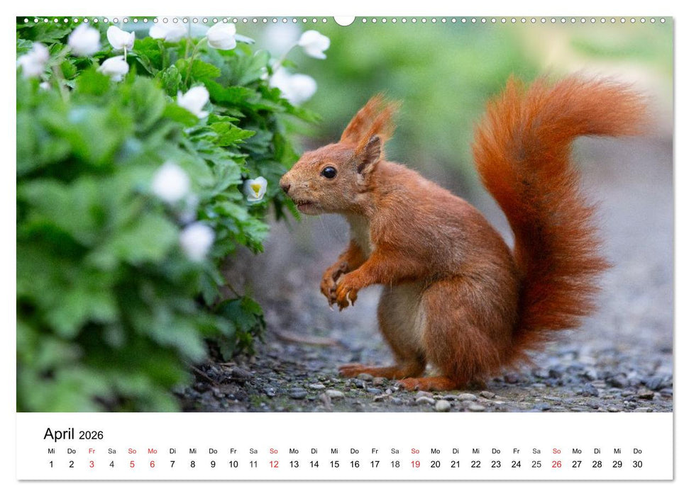 Eichhörnchen - Kleine Kobolde im Roten Pelz (CALVENDO Premium Wandkalender 2026)