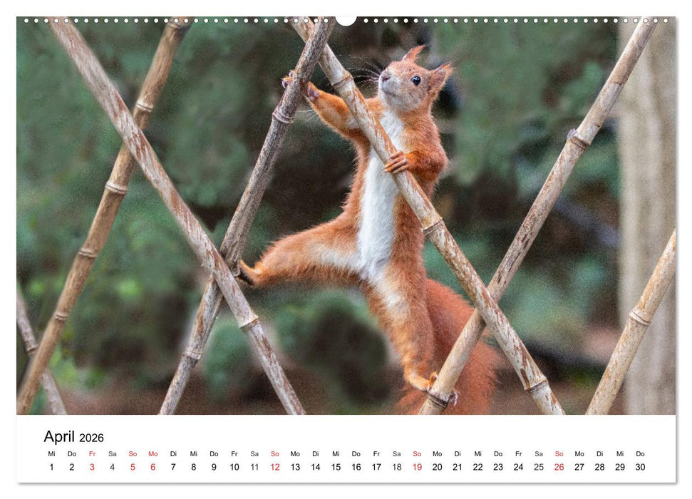 Eichhörnchen - Kleine Kobolde im Roten Pelz (CALVENDO Premium Wandkalender 2026)