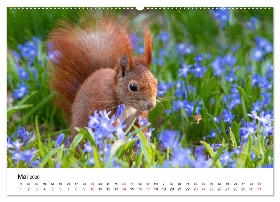 Eichhörnchen - Kleine Kobolde im Roten Pelz (CALVENDO Premium Wandkalender 2026)