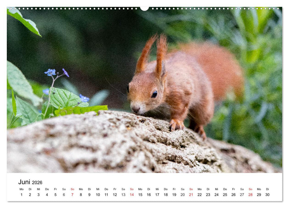 Eichhörnchen - Kleine Kobolde im Roten Pelz (CALVENDO Premium Wandkalender 2026)