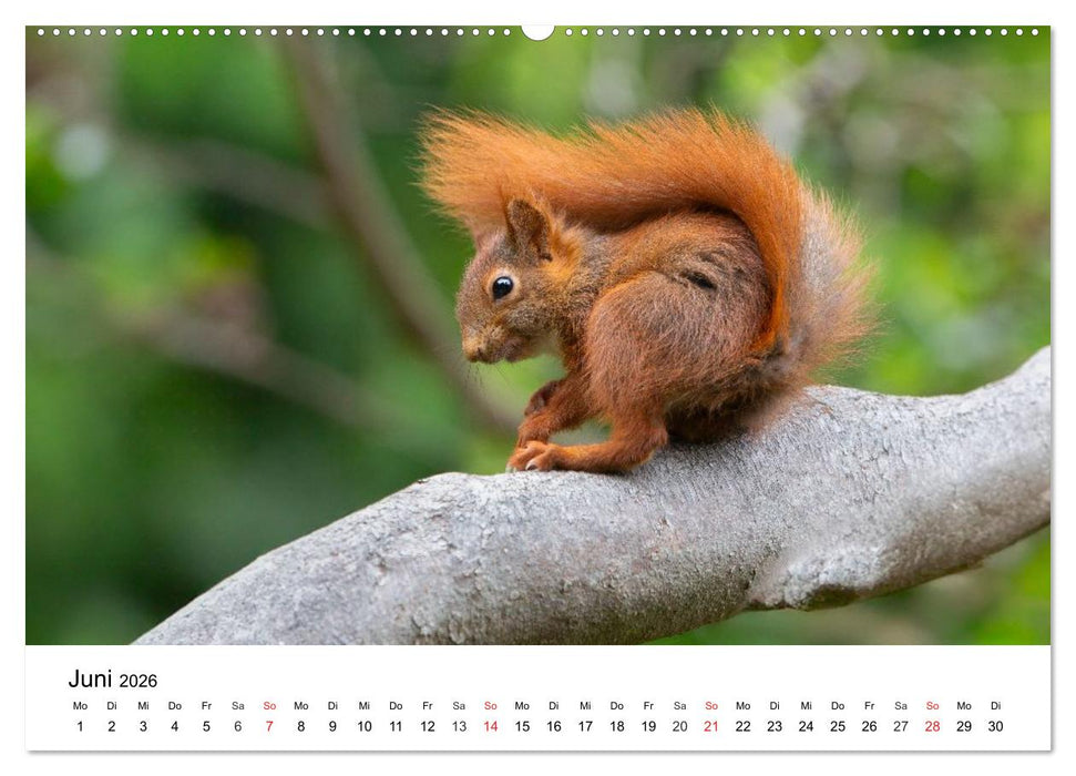 Eichhörnchen - Kleine Kobolde im Roten Pelz (CALVENDO Premium Wandkalender 2026)