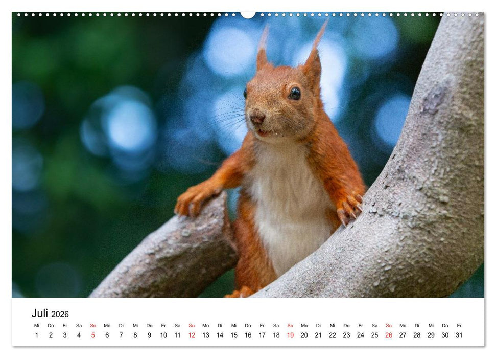 Eichhörnchen - Kleine Kobolde im Roten Pelz (CALVENDO Premium Wandkalender 2026)