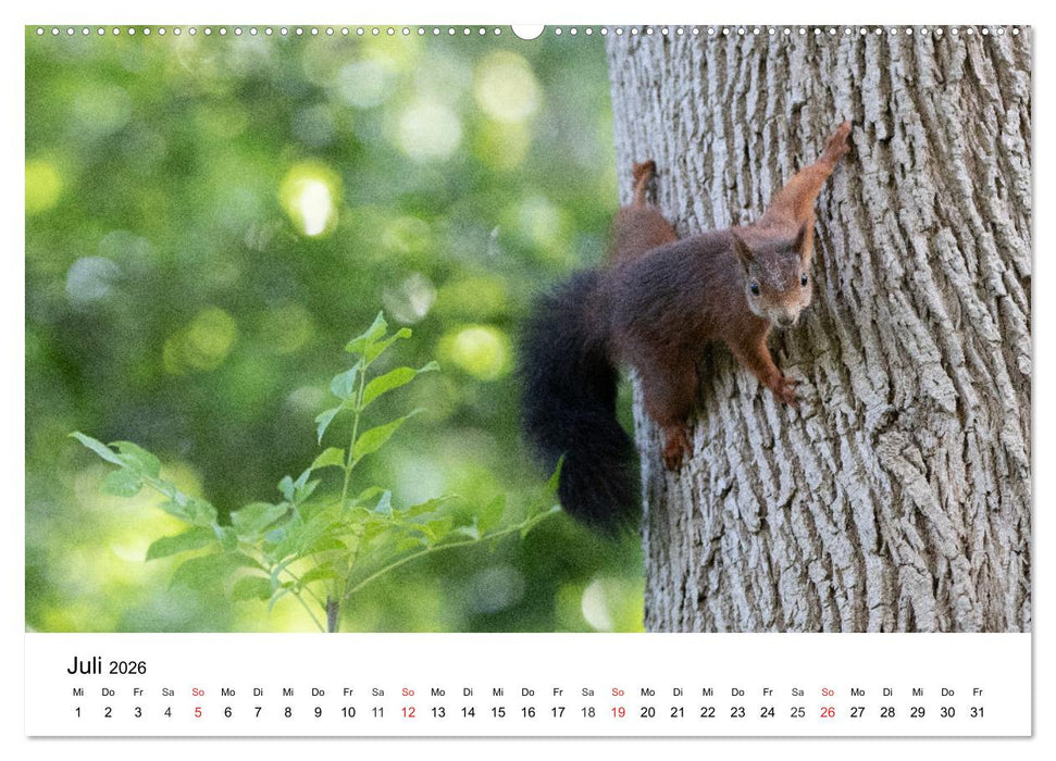 Eichhörnchen - Kleine Kobolde im Roten Pelz (CALVENDO Premium Wandkalender 2026)