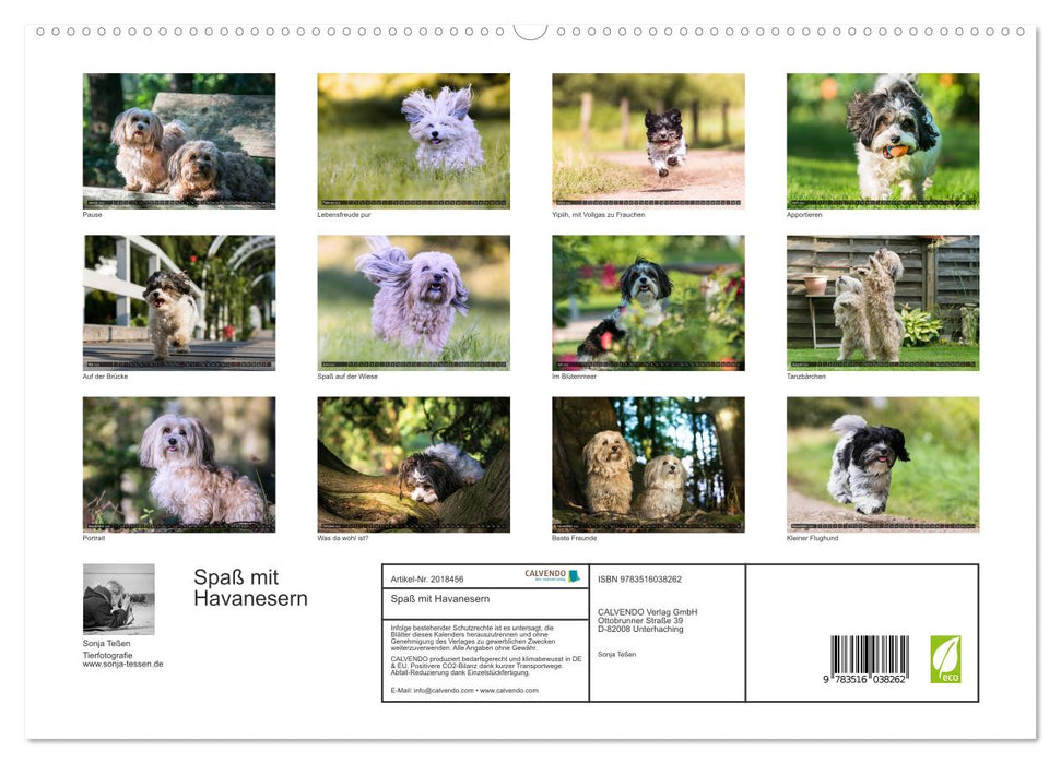 Spaß mit Havanesern (CALVENDO Premium Wandkalender 2026)