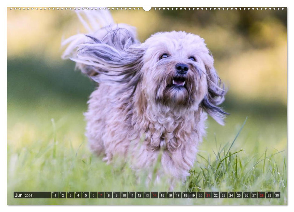 Spaß mit Havanesern (CALVENDO Premium Wandkalender 2026)