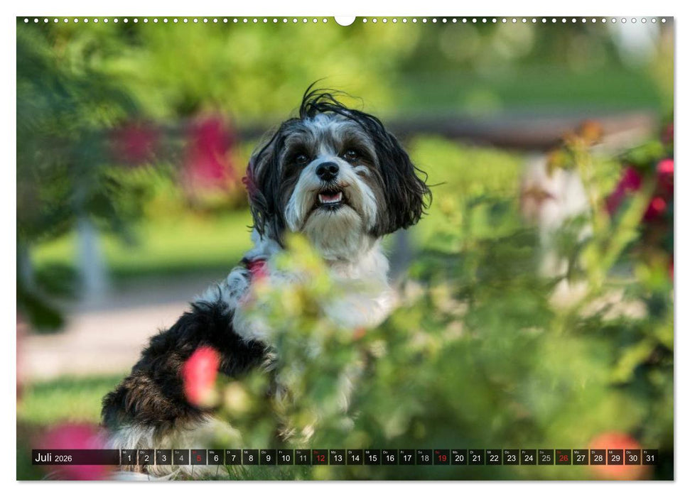 Spaß mit Havanesern (CALVENDO Premium Wandkalender 2026)