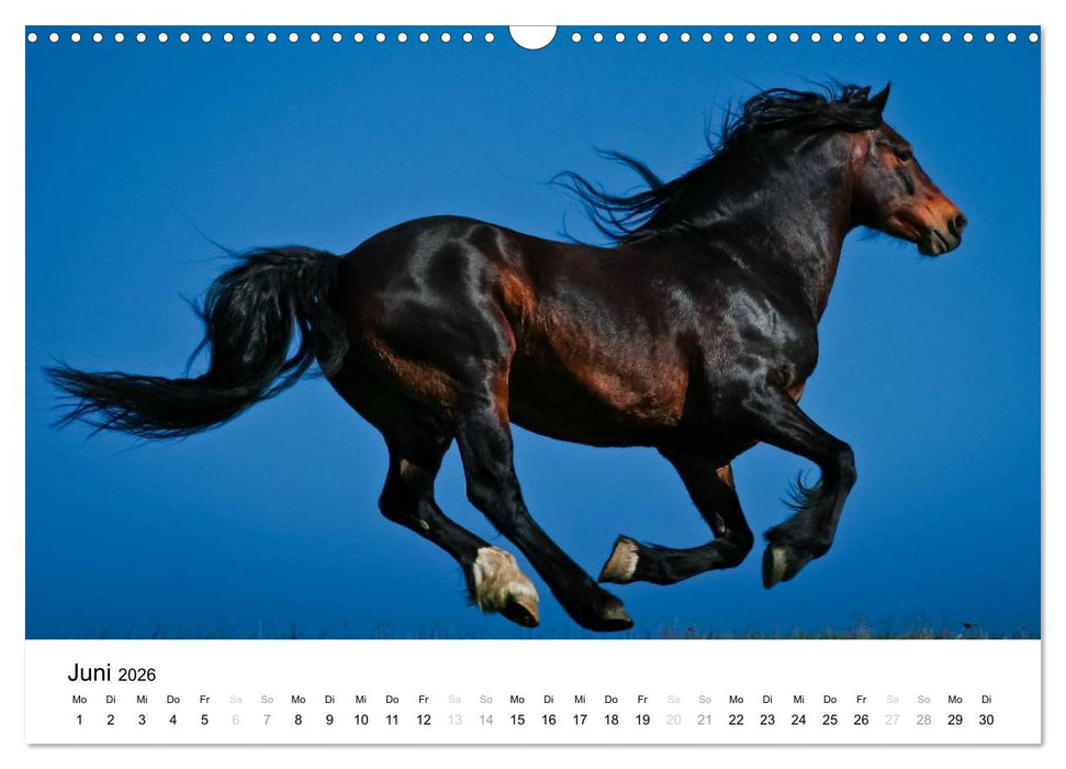 Pferde - Magdalena Strakova (CALVENDO Wandkalender 2026)