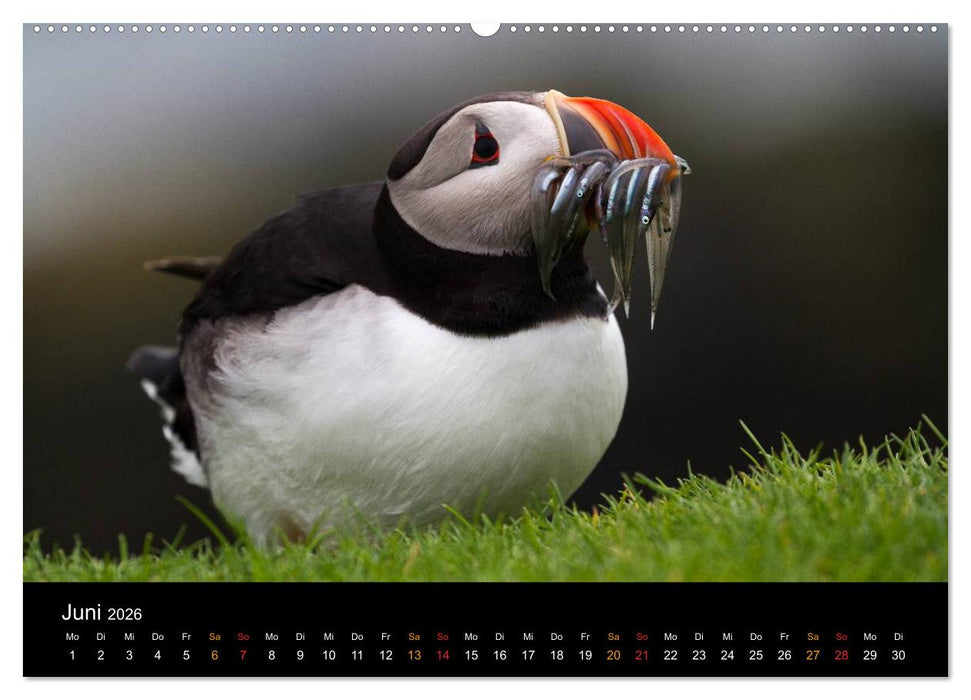 Welt der Papageitaucher (CALVENDO Premium Wandkalender 2026)