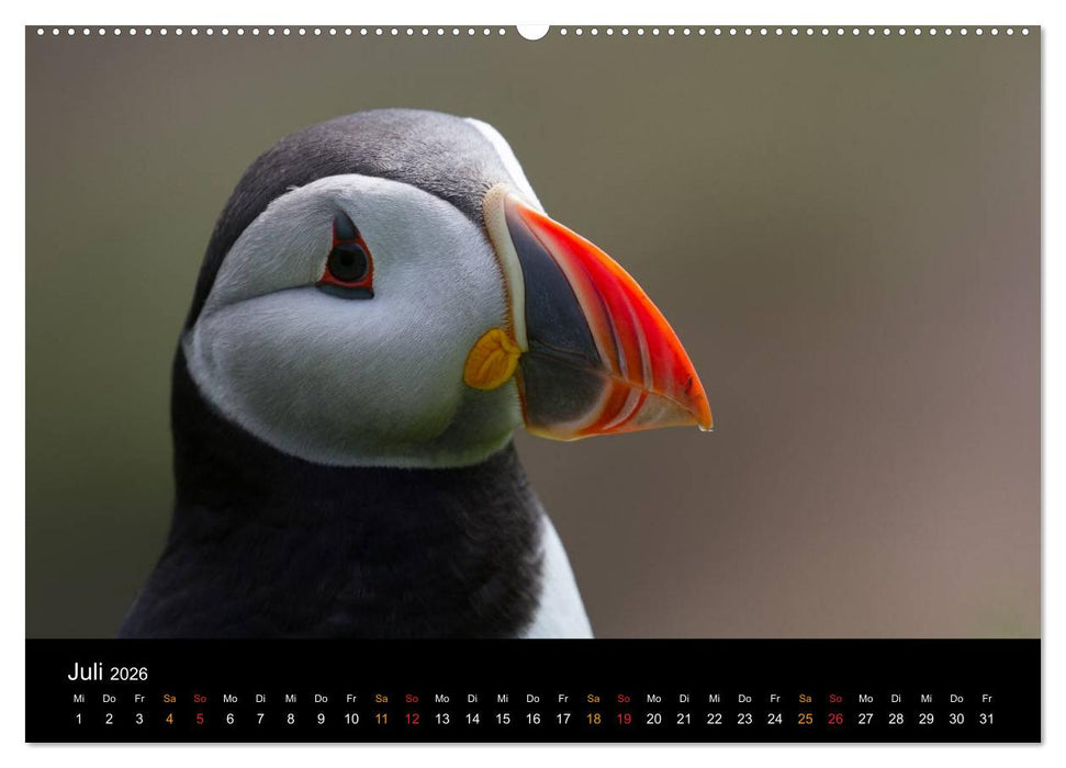Welt der Papageitaucher (CALVENDO Premium Wandkalender 2026)