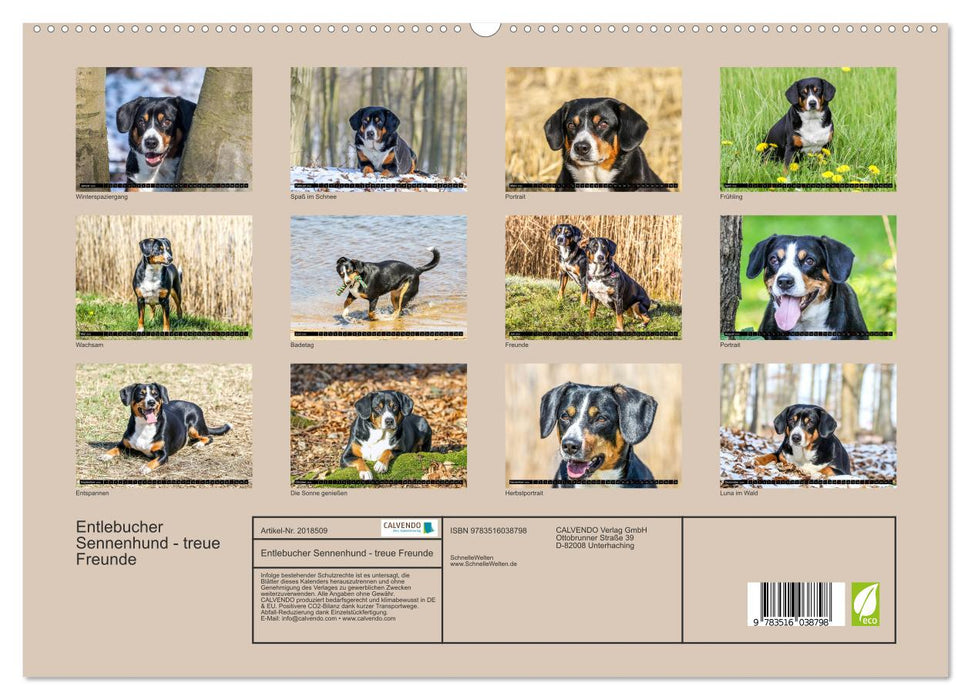 Entlebucher Sennenhund - treue Freunde (CALVENDO Premium Wandkalender 2026)