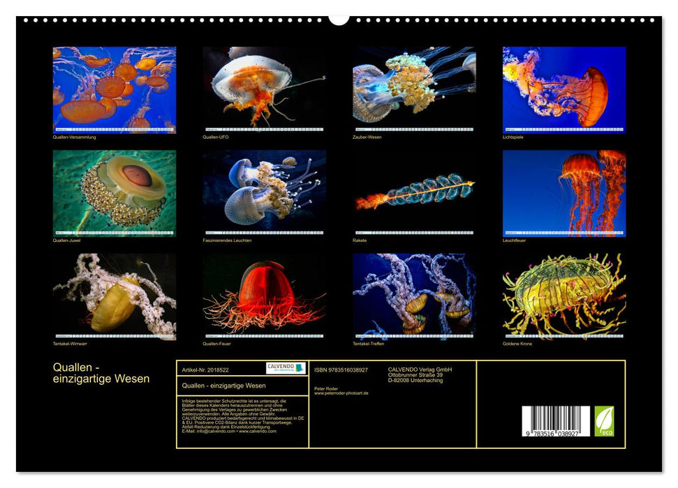 Quallen - einzigartige Wesen (CALVENDO Premium Wandkalender 2026)