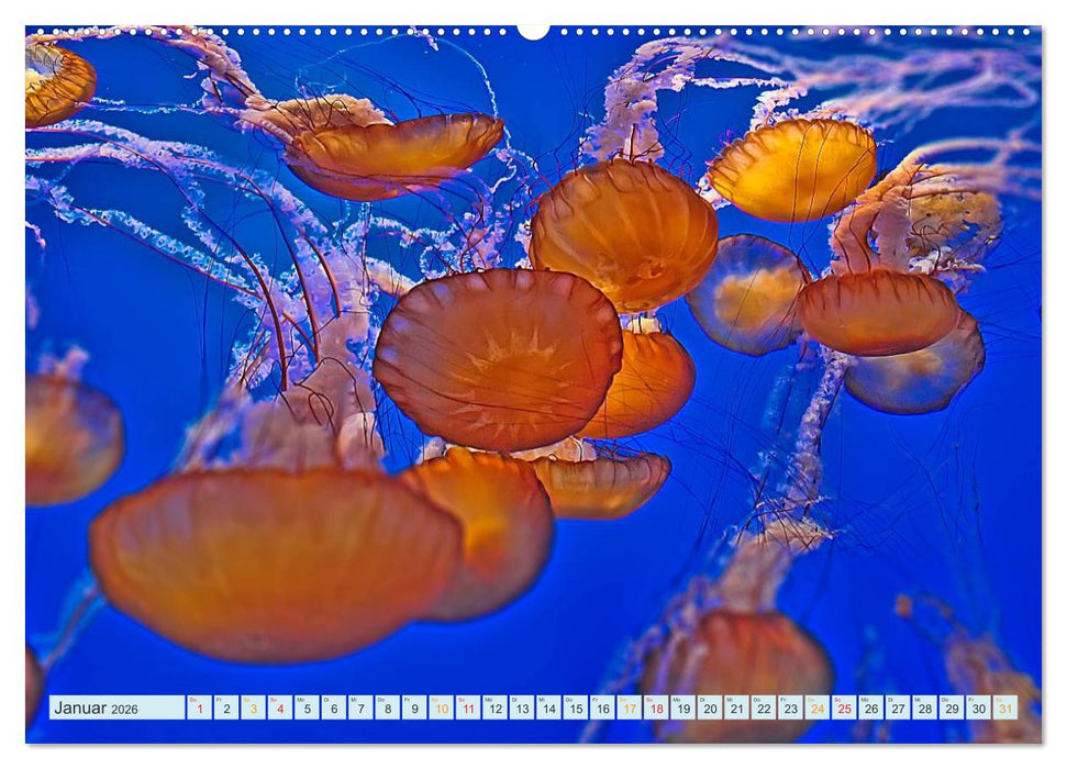 Quallen - einzigartige Wesen (CALVENDO Premium Wandkalender 2026)