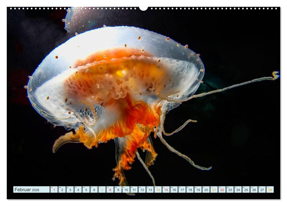 Quallen - einzigartige Wesen (CALVENDO Premium Wandkalender 2026)