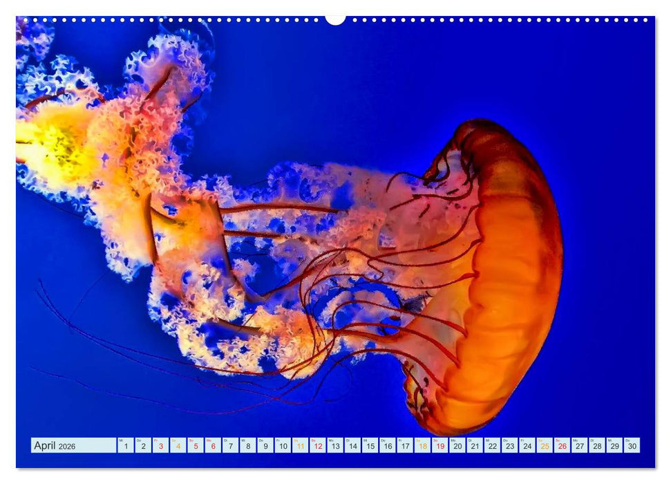 Quallen - einzigartige Wesen (CALVENDO Premium Wandkalender 2026)