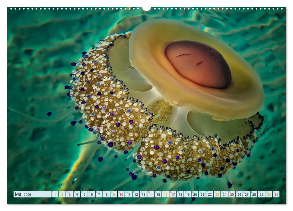 Quallen - einzigartige Wesen (CALVENDO Premium Wandkalender 2026)