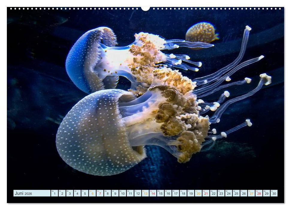 Quallen - einzigartige Wesen (CALVENDO Premium Wandkalender 2026)