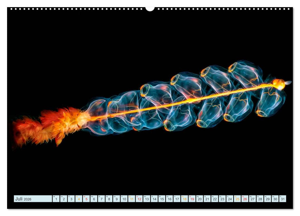 Quallen - einzigartige Wesen (CALVENDO Premium Wandkalender 2026)