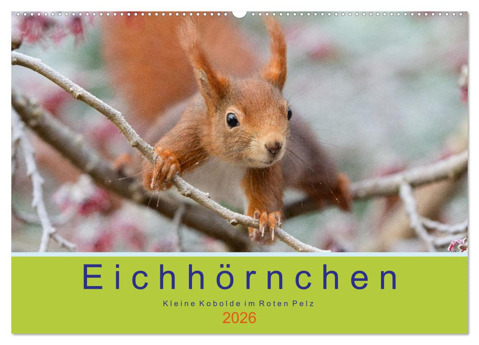 Eichhörnchen - Kleine Kobolde im Roten Pelz (CALVENDO Wandkalender 2026)