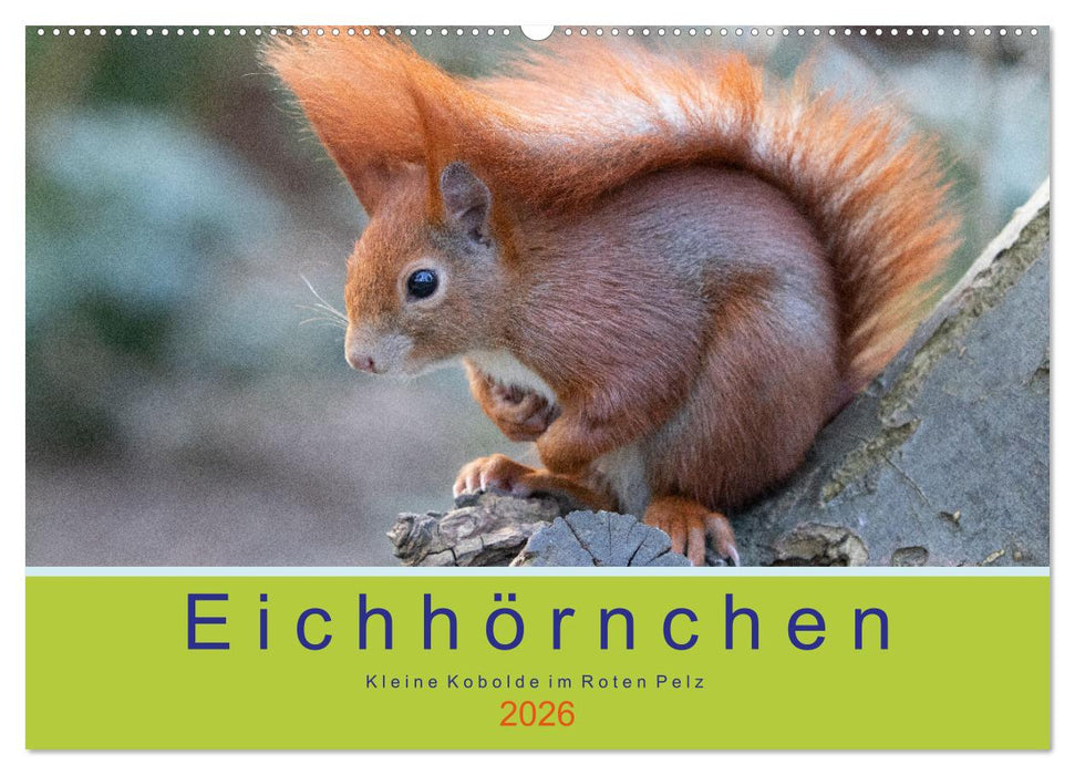 Eichhörnchen - Kleine Kobolde im Roten Pelz (CALVENDO Wandkalender 2026)