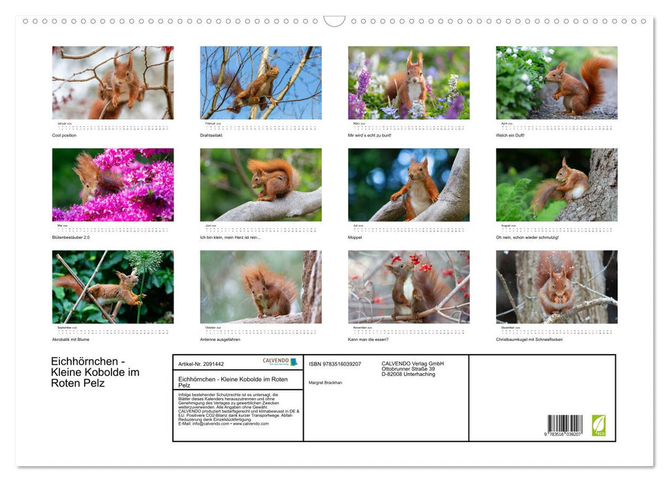 Eichhörnchen - Kleine Kobolde im Roten Pelz (CALVENDO Wandkalender 2026)