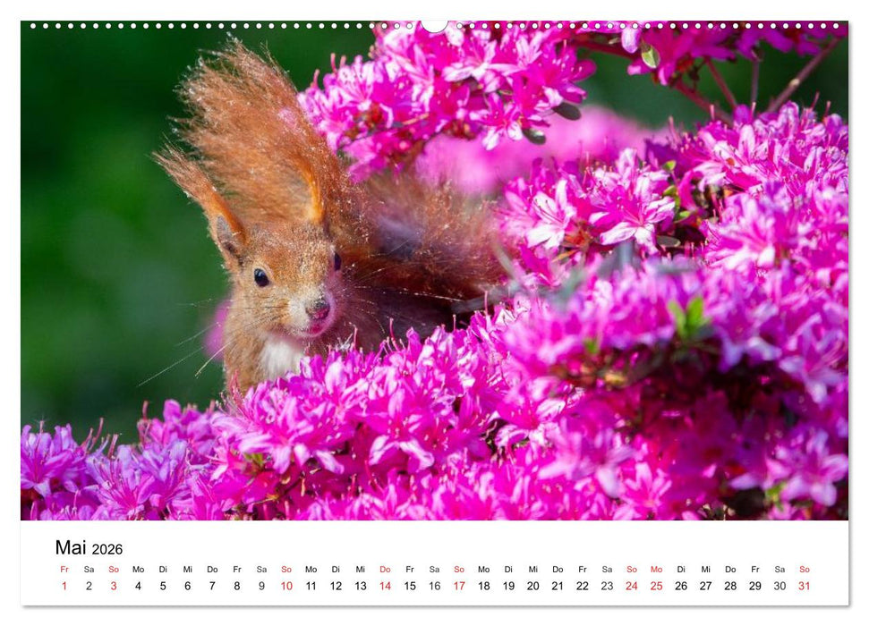 Eichhörnchen - Kleine Kobolde im Roten Pelz (CALVENDO Wandkalender 2026)