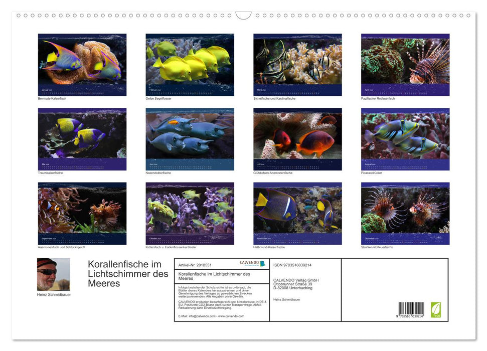Korallenfische im Lichtschimmer des Meeres (CALVENDO Wandkalender 2026)
