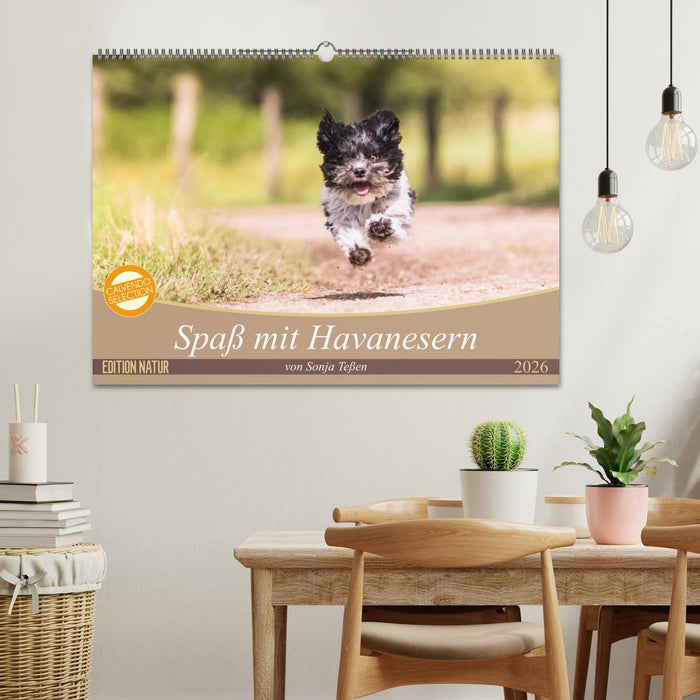 Spaß mit Havanesern (CALVENDO Wandkalender 2026)
