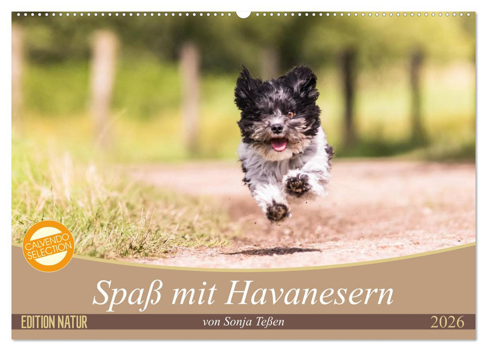 Spaß mit Havanesern (CALVENDO Wandkalender 2026)