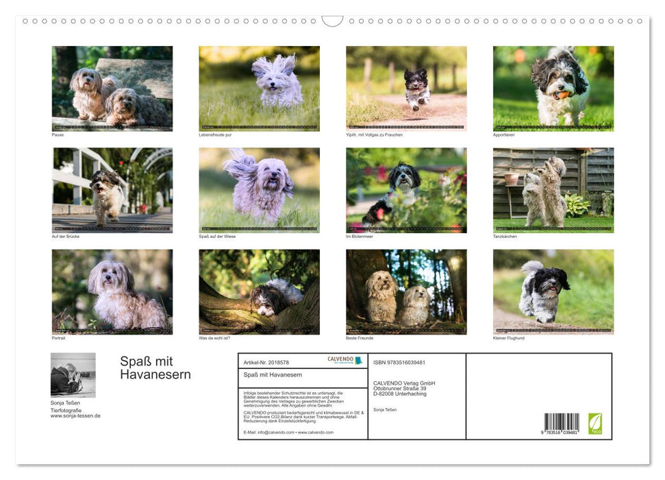 Spaß mit Havanesern (CALVENDO Wandkalender 2026)