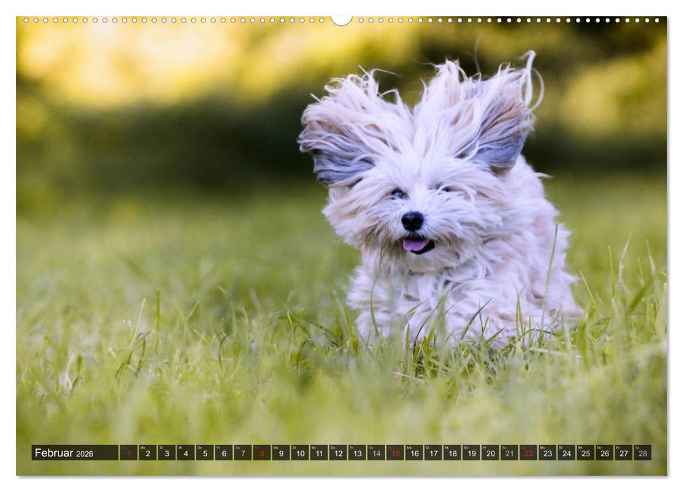 Spaß mit Havanesern (CALVENDO Wandkalender 2026)