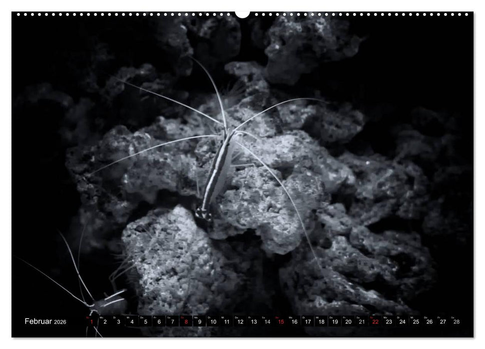 Meerestiere Bilder in Schwarz Weiss (CALVENDO Premium Wandkalender 2026)