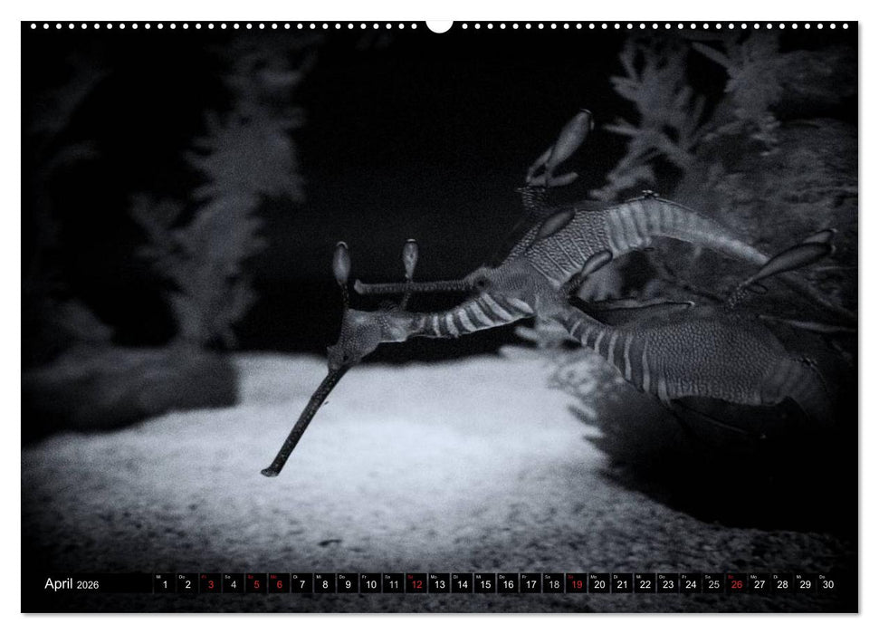 Meerestiere Bilder in Schwarz Weiss (CALVENDO Premium Wandkalender 2026)