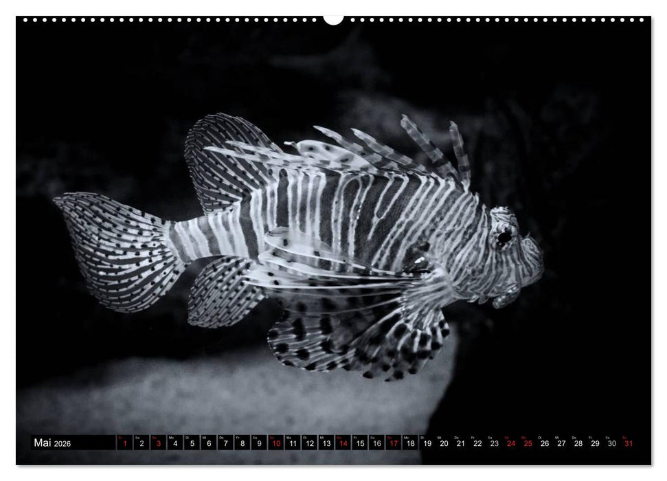 Meerestiere Bilder in Schwarz Weiss (CALVENDO Premium Wandkalender 2026)