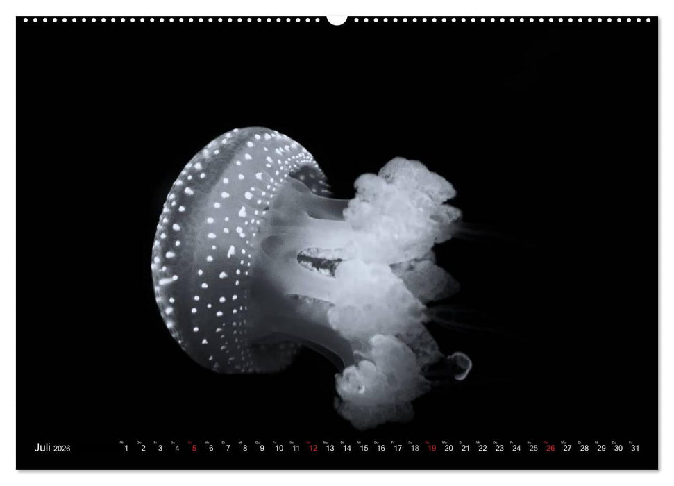 Meerestiere Bilder in Schwarz Weiss (CALVENDO Premium Wandkalender 2026)