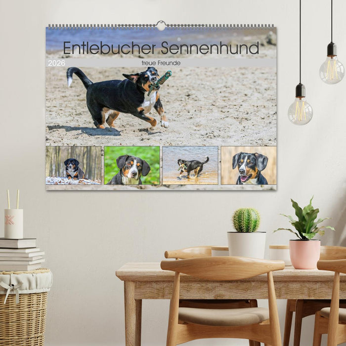 Entlebucher Sennenhund - treue Freunde (CALVENDO Wandkalender 2026)