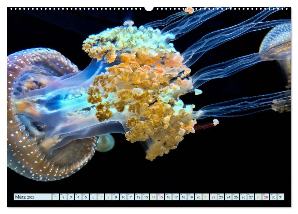 Quallen - einzigartige Wesen (CALVENDO Wandkalender 2026)